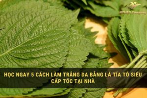 cách làm trắng da bằng lá tía tô